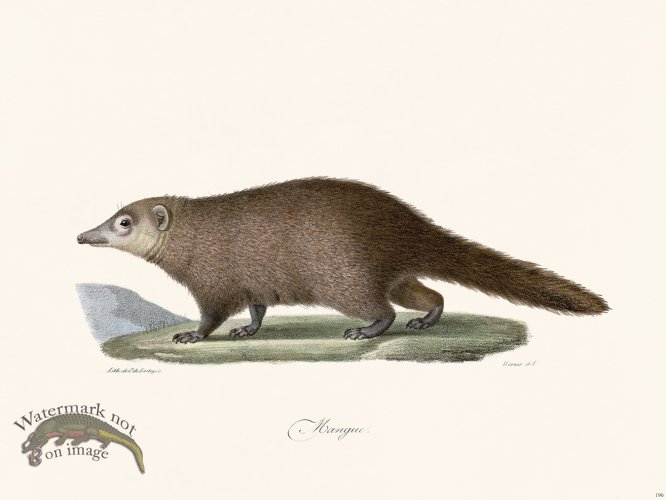 (image for) Cuvier 196