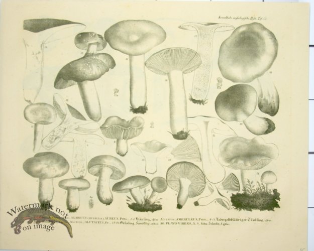 (image for) Mushroom Atlas 53
