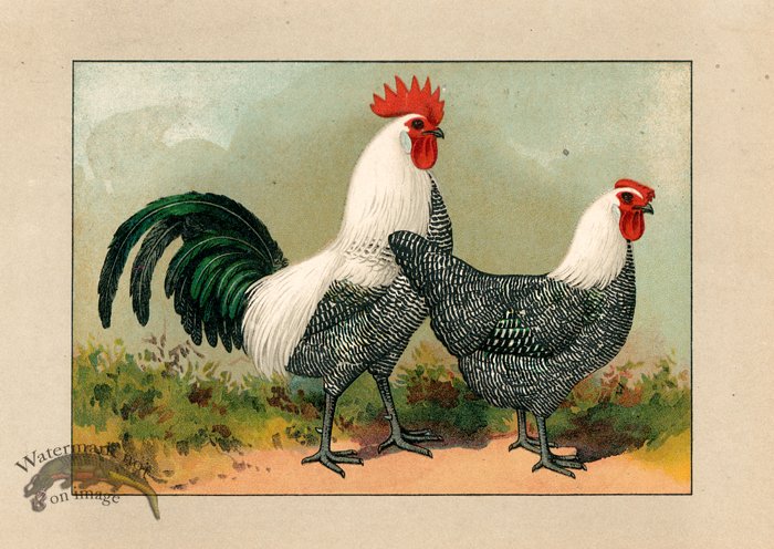 (image for) Chicken 71