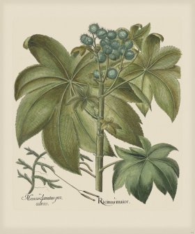 Besler 249 Colored B2