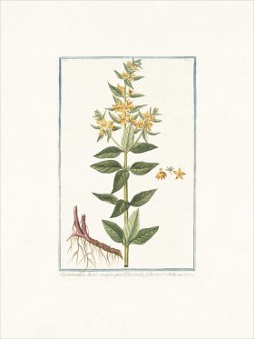 Bonelli 142 Loosestrife