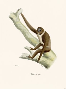 Cuvier 392 Vouurou Fem