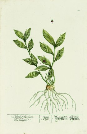 Blackwell German 235