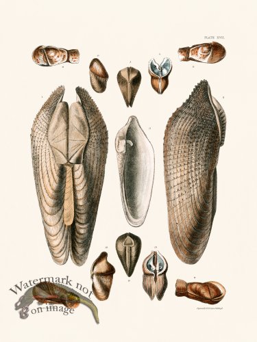 (image for) Cpt Brown Shell 17