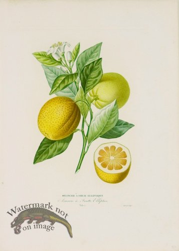 (image for) Poiteau Citrus 01
