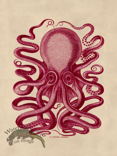 (image for) Octopus Pink 31