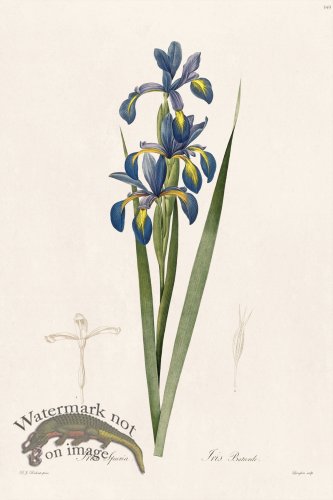 (image for) Les Liliacees Redoute 349