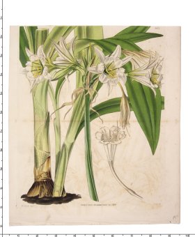 Curtis Botanical 031