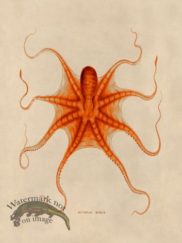 (image for) Octopus Orange 22
