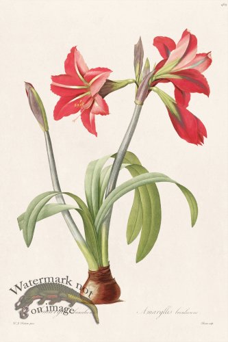 (image for) Les Liliacees Redoute 469