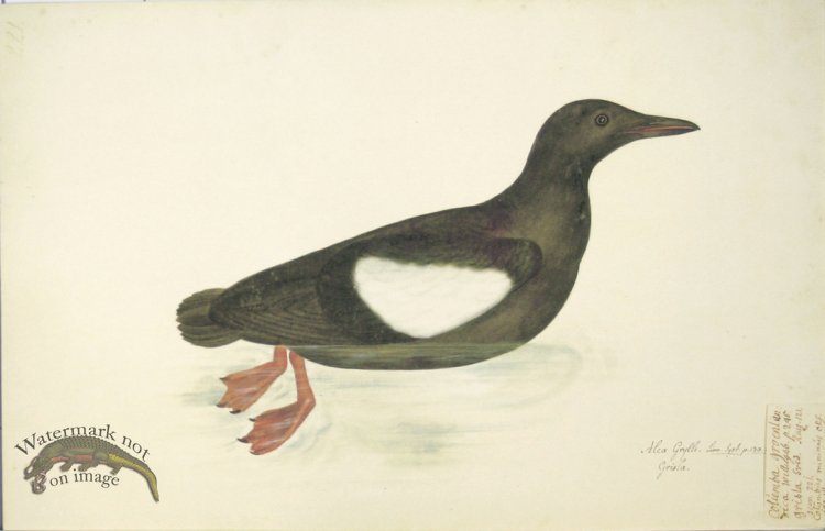 221 Swedish Birds . Alca Grylle, Black Guillemot