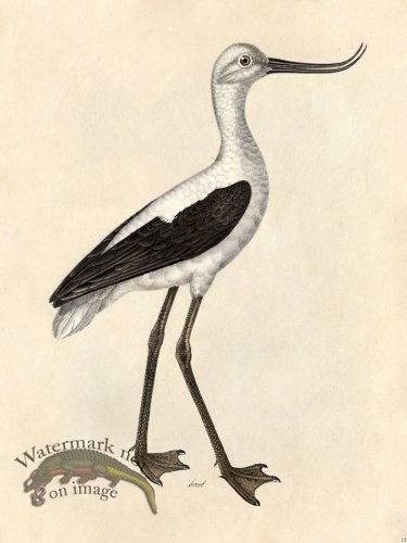 (image for) Avocet - Tribute Bd 15