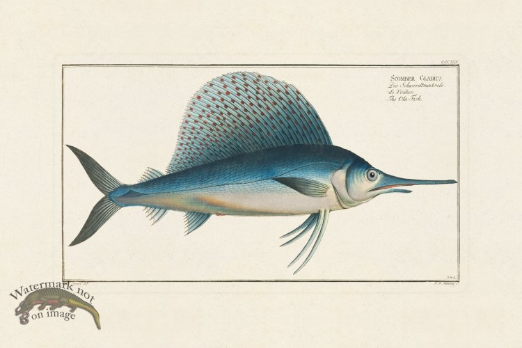 (image for) BLOCH FISH 345