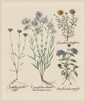 Besler 317 Colored B2