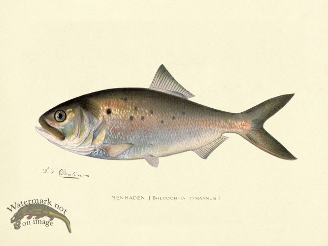 (image for) Menhaden