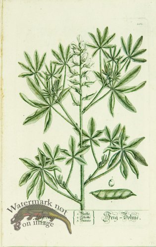 (image for) Blackwell German 085