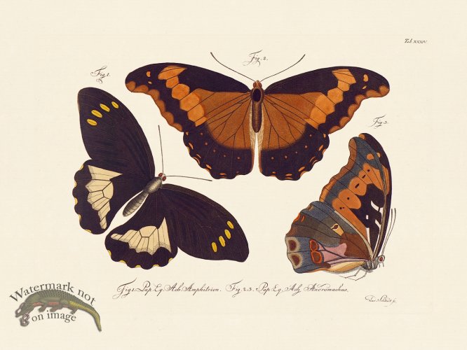 (image for) Jablonsky Butterfly 034