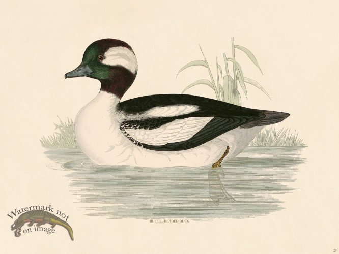 (image for) 25 BGB Buffel Headed Duck