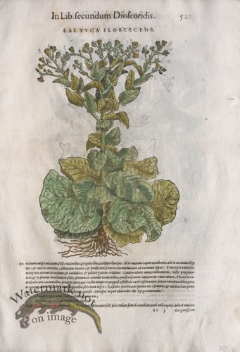 (image for) WB Botanicals 64