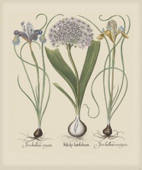 Besler 202 Colored B2