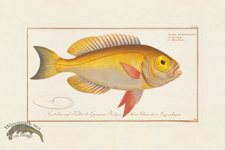 (image for) BLOCH FISH 319