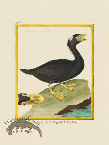 (image for) Martinet Bird 995