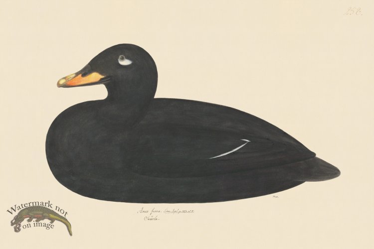 (image for) Rudbeck CFA 258 Velvet Scoter