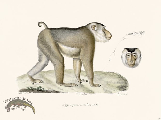 (image for) Cuvier 325 Adult Pigtail Monkey