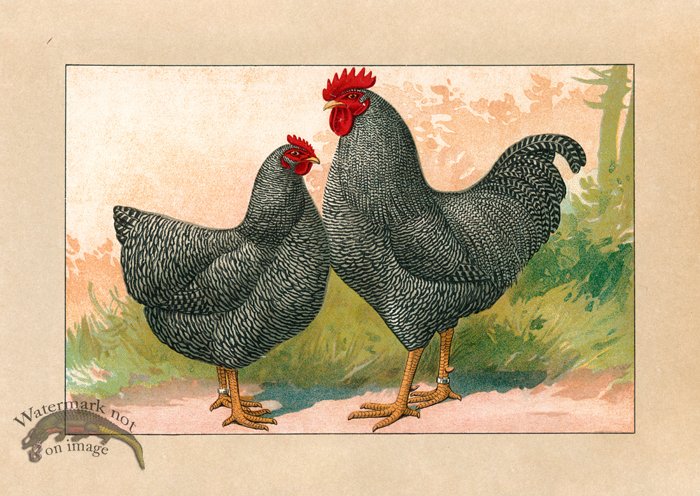 (image for) Chicken 17