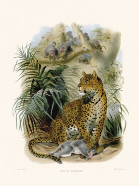 Elliot Cat 06 Leopard