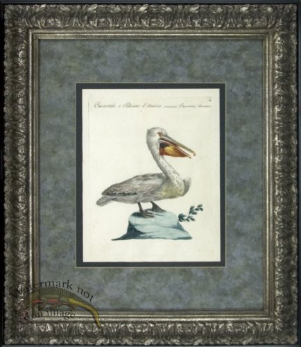 (image for) Pelican SF LG