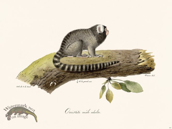 (image for) Cuvier 361 Adult Male Marmoset
