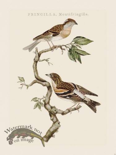 (image for) Nozeman Bird 206