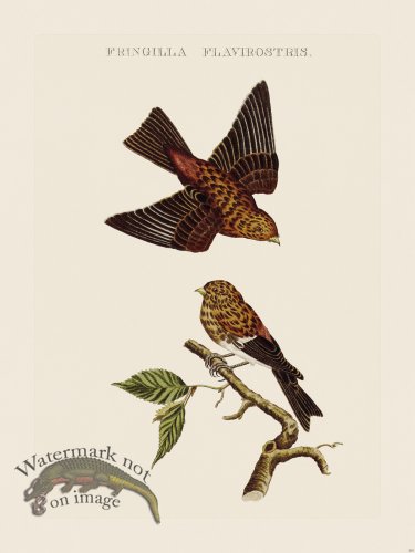 (image for) Nozeman Bird 203