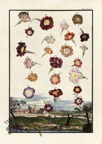 (image for) Volckamer 091