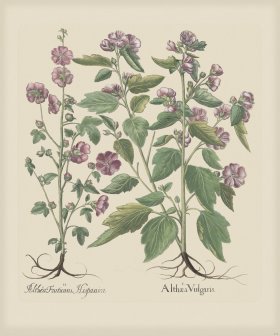 Besler 219 Colored B2