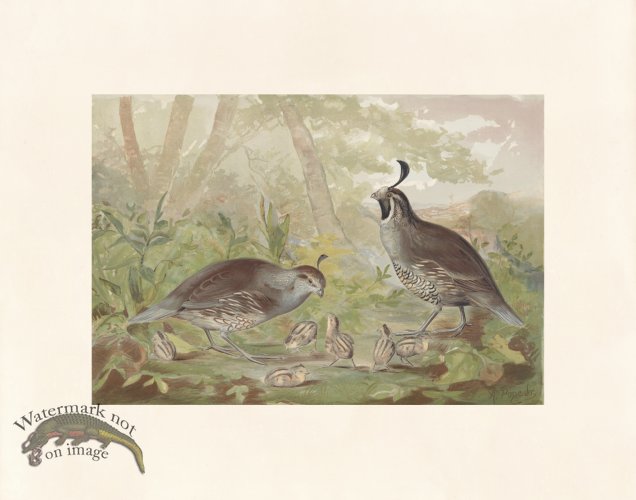 (image for) Pope 13 Valley Quail