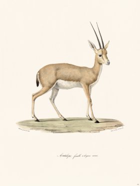 Cuvier 035 Female Antelope