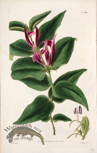 (image for) Cbms_0099