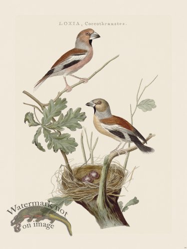 (image for) Nozeman Bird 189