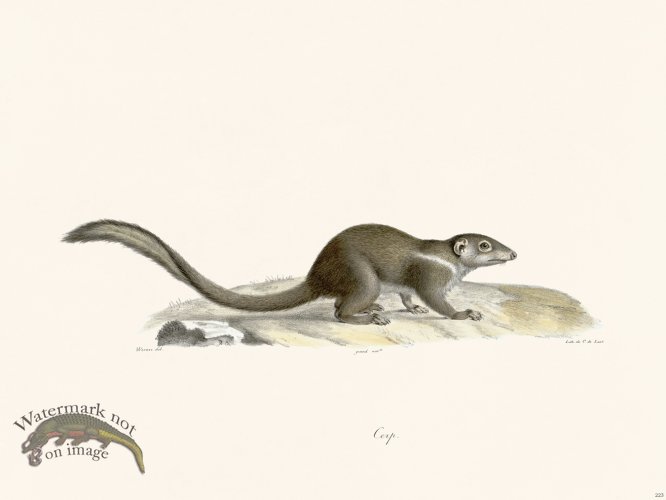 (image for) Cuvier 223 Cape