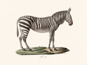 Cuvier 071 Female Zebra