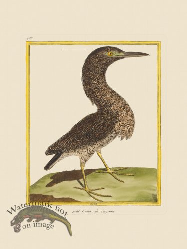 (image for) Martinet Bird 763