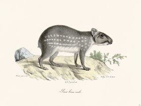 Cuvier 231 Male Brown Paca