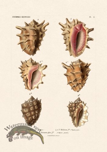 (image for) French Shell 031