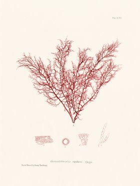 Bradbury Seaweed 097