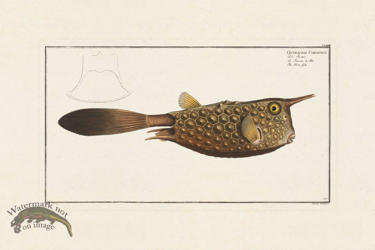 (image for) BLOCH FISH 133