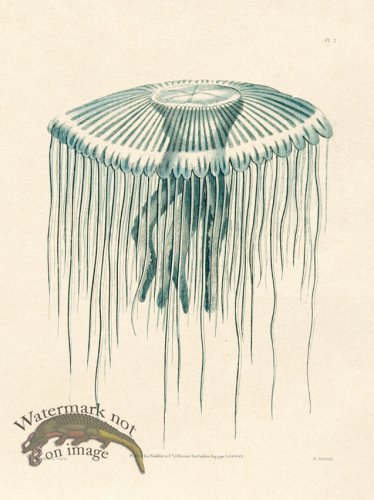 (image for) Shaw Nodder SL 02