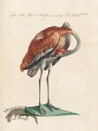 (image for) Manetti 416