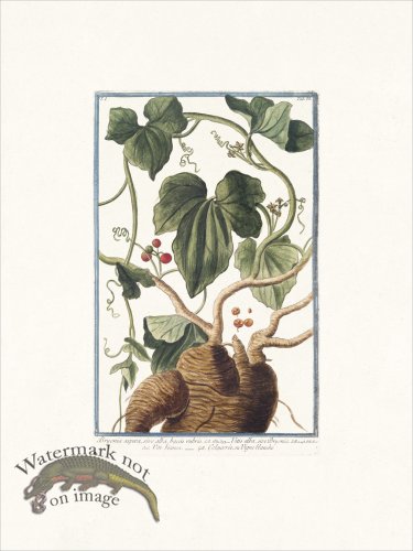 (image for) Bonelli 058 Vigne blanche